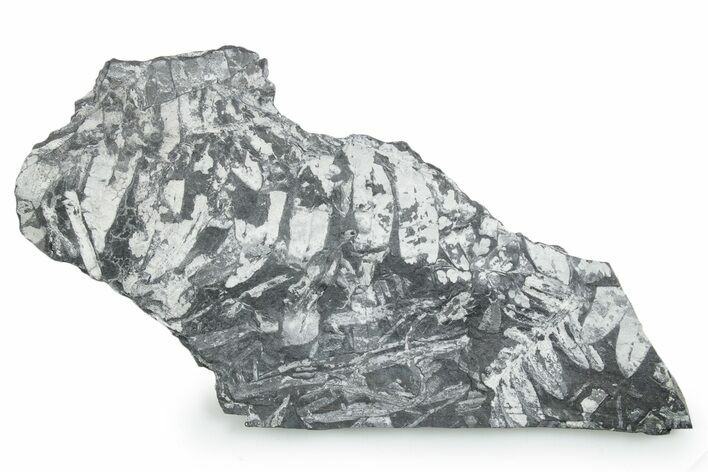 Fossil Seed Fern (Alethopteris & Neuropteris) Plate -Pennsylvania #347698